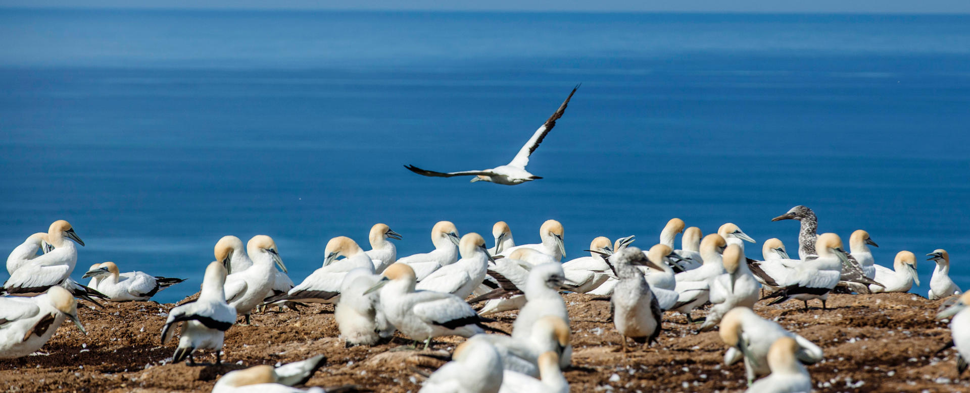 Hawkes Bay Cape Kidnappers 02 P