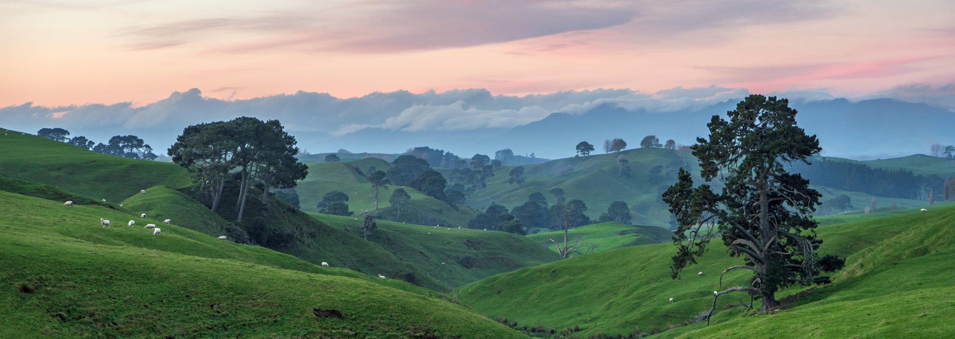 Waikato Rural 01 P